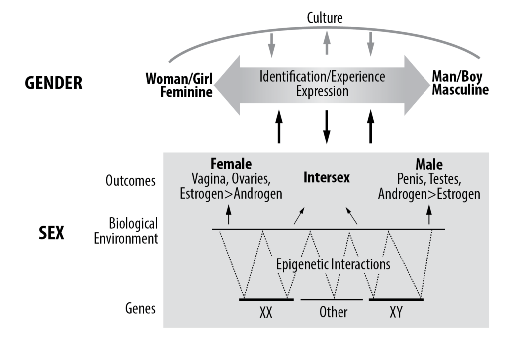 An epigenetic model of transgenderism.  How genes and nested environments interact to produce the varieties of forms of sex, intersexuality and gender.