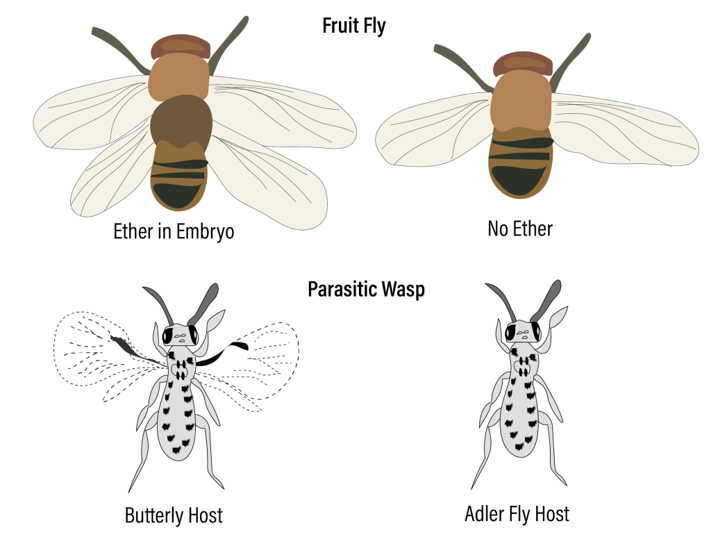Epigenetic results. Different outcomes in the epigenetic development in fruit flies and parasitic wasps.