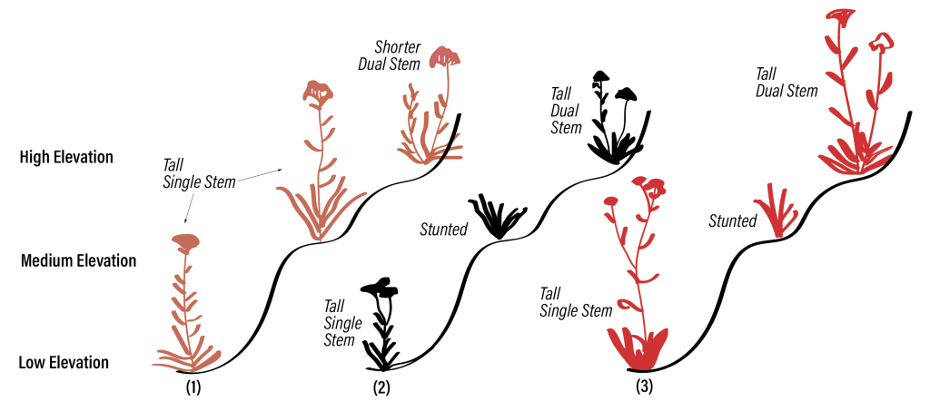 Plants with the same genotype develop differently in the same environment